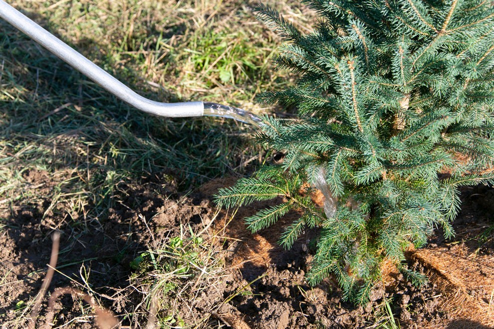 Planting Trees - Tree Canada